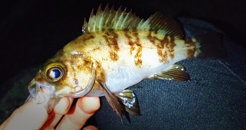 シロメバルの釣果