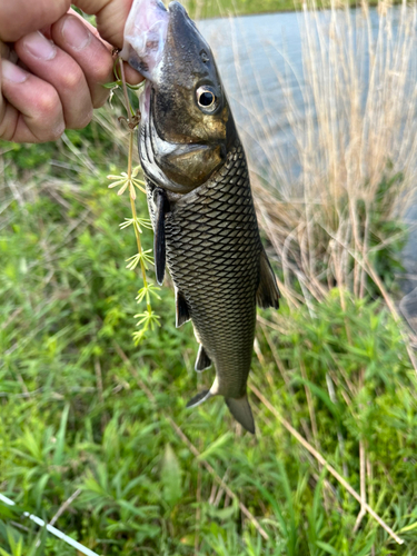 ニゴイの釣果