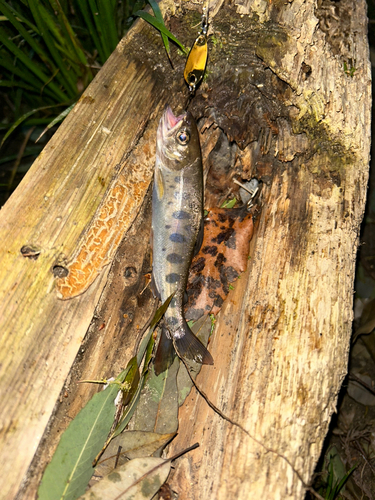 ヤマメの釣果