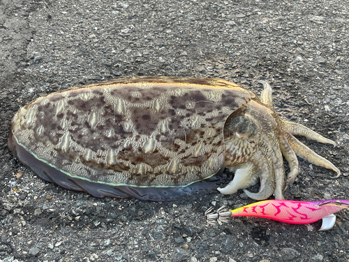 モンゴイカの釣果