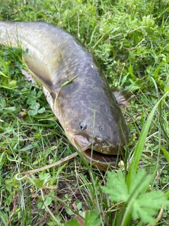 ナマズの釣果