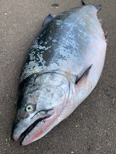 日本海