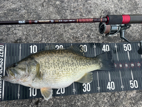 ブラックバスの釣果