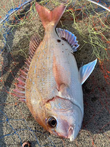 タイの釣果