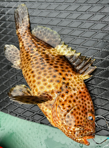 オオモンハタの釣果