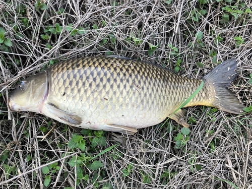 コイの釣果