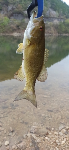 スモールマウスバスの釣果