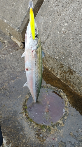 サゴシの釣果