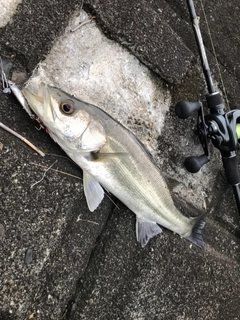 マルスズキの釣果