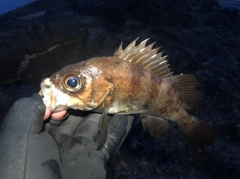 メバルの釣果