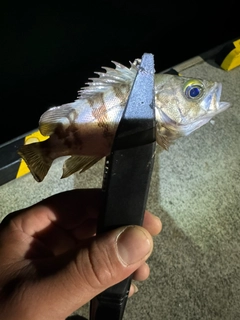 メバルの釣果