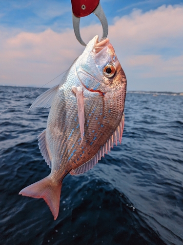 マダイの釣果