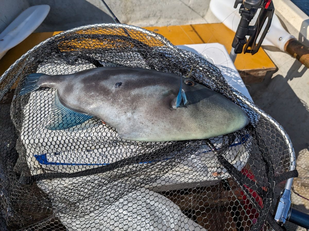 れおん555さんの釣果 3枚目の画像