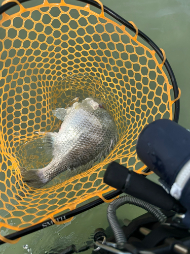 キビレの釣果