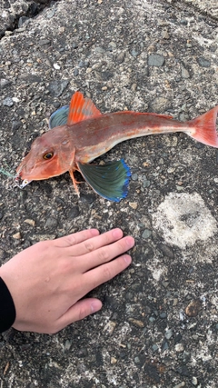 ツバスの釣果