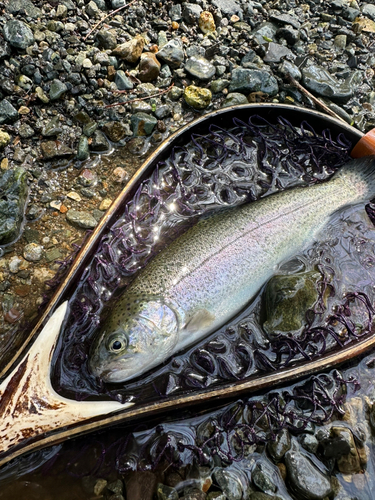 ニジマスの釣果