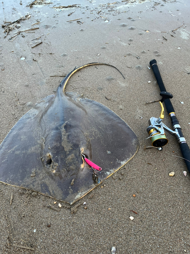 アカエイの釣果