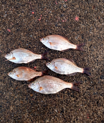 ウミタナゴの釣果