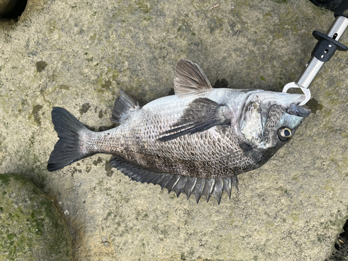 チヌの釣果