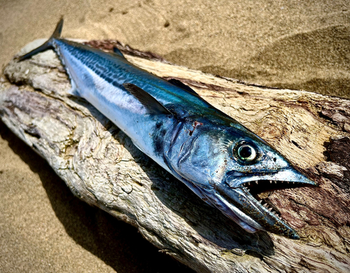 サゴシの釣果