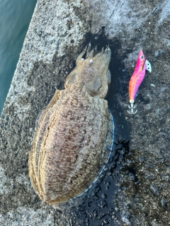 コウイカの釣果