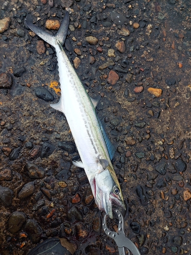 サゴシの釣果