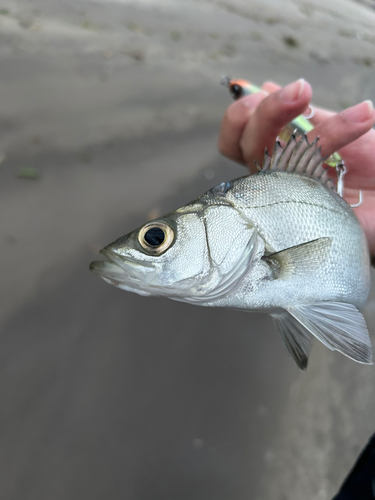 セイゴ（ヒラスズキ）の釣果