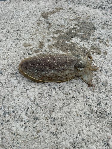 コウイカ