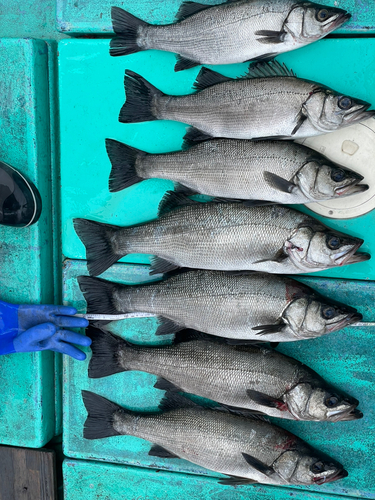 ヒラスズキの釣果