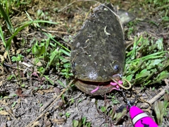 ナマズの釣果