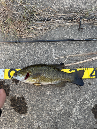 スモールマウスバスの釣果