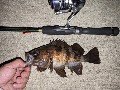 メバルの釣果