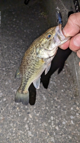 ラージマウスバスの釣果