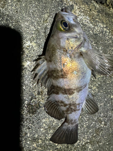 メバルの釣果