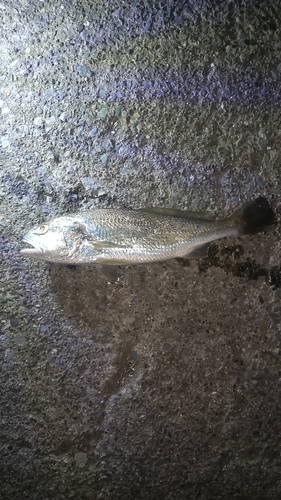 イシモチの釣果