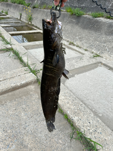 ナマズの釣果