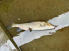 ニゴイの釣果