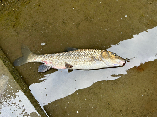 ニゴイの釣果