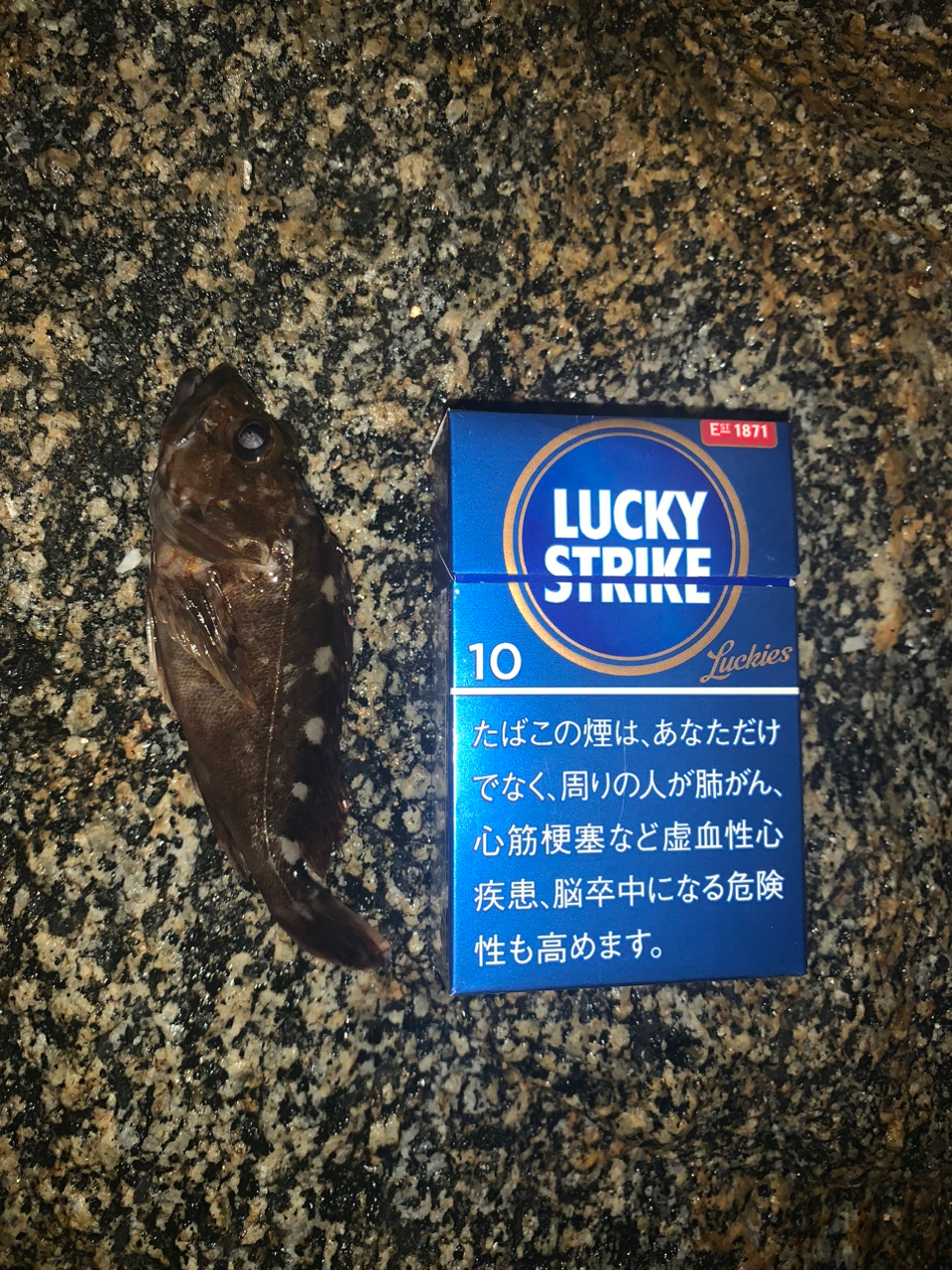 カサゴ