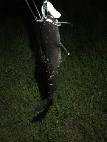 マナマズの釣果