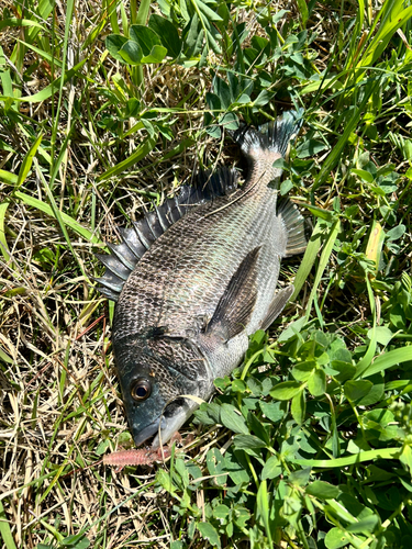 クロダイの釣果