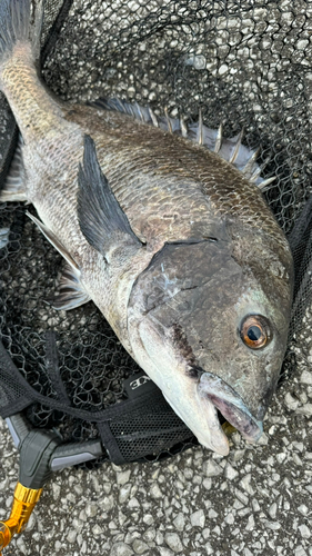 チヌの釣果