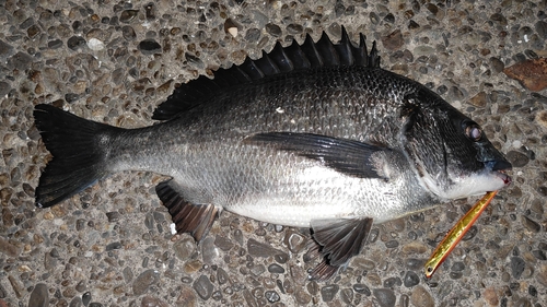 チヌの釣果