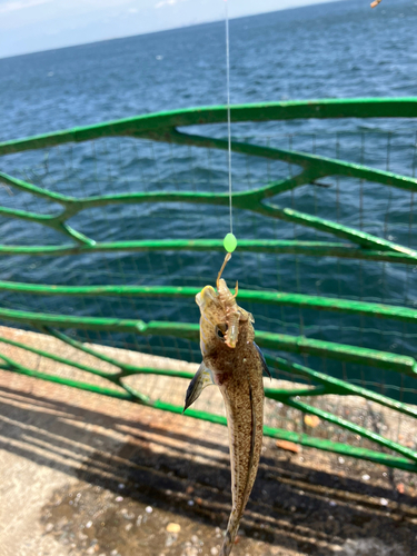 メゴチの釣果