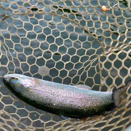 ニジマスの釣果