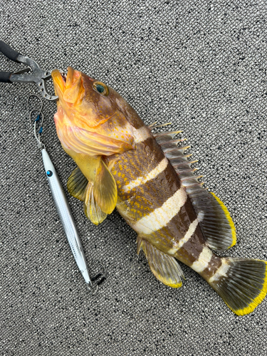 アオハタの釣果