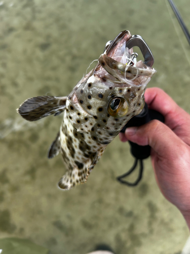 チャイロマルハタの釣果