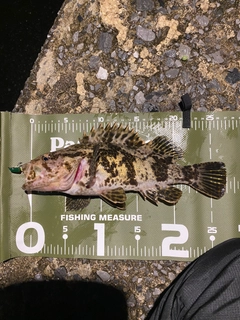 ベッコウゾイの釣果