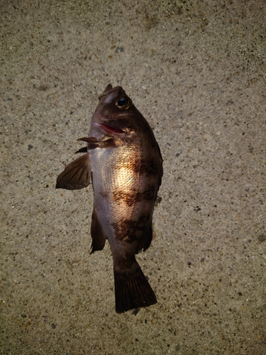 メバルの釣果