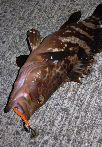 アコウの釣果